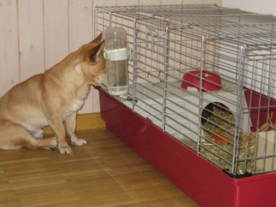 Meerschweinchen beobachten...